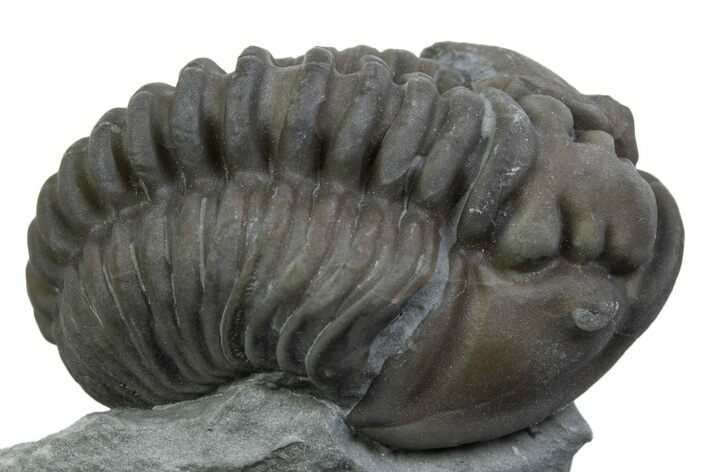 Long Curled Flexicalymene Trilobite - Mt Orab, Ohio #375285